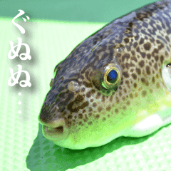 魚写真スタンプ1 Line スタンプ Line Store 魚写真スタンプ1 Line スタンプ Line Store