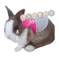 兔兔外送篇