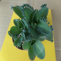 Savory cactus