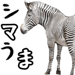 Everyday life of the zebra