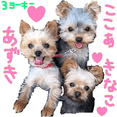 3ヨーキーあずきなここあスタンプ Line スタンプ Line Store