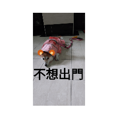 柴犬雪莉的生活日常