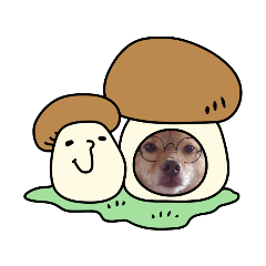 COCOA_20201027115746