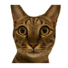 三比貓貓們本人