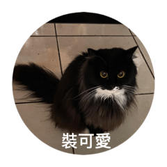 墨墨的廢爛貓生1