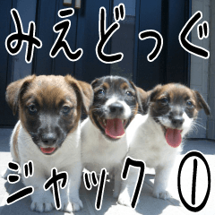 MIEDOG Jack Russell terrier sticker 1
