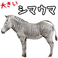 Big zebra
