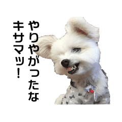 激おこ犬がんたの日常 写真 Line スタンプ Line Store