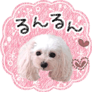 toy poodle "LUNLUN"-the movie 4- toy poodle "LUNLUN"-the movie 4-