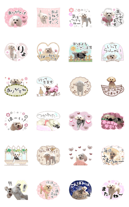 toy poodle "LUNLUN"-the movie 4- toy poodle "LUNLUN"-the movie 4-