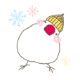 関西弁の白文鳥 冬（お正月・クリスマス）