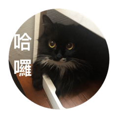 墨墨的廢爛貓生2