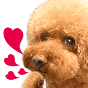 Poodle-This Is Acting Poodle-This Is Acting