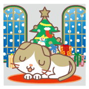 End of year. Round facial Scottish Fold