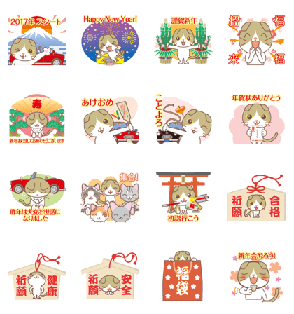 2017NEW YEAR. Round facial Scottish Fold