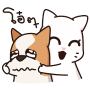 Playful Chihuahua II (TH)