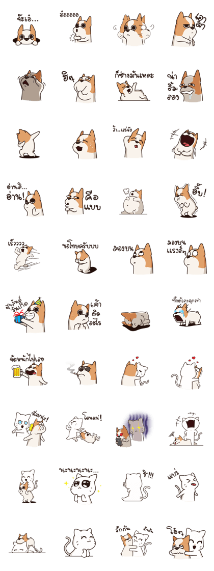 Playful Chihuahua II (TH)