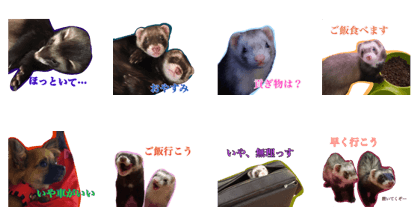 ferretmother