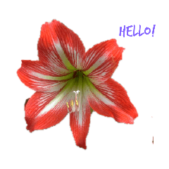 有花要說/Words from flowers