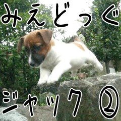 MIEDOG Jack Russell terrier sticker 2