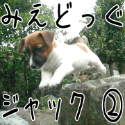 MIEDOG Jack Russell terrier sticker 2 MIEDOG Jack Russell terrier sticker 2