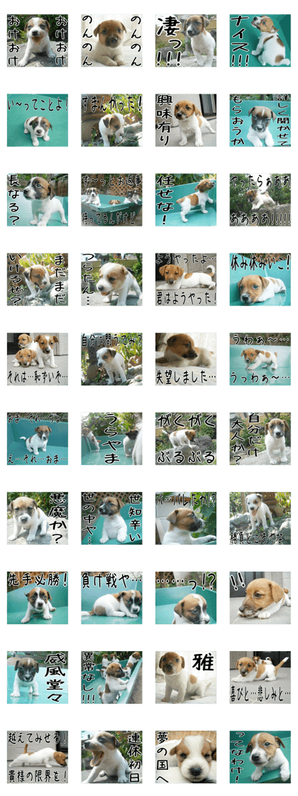 MIEDOG Jack Russell terrier sticker 2 MIEDOG Jack Russell terrier sticker 2