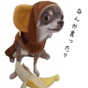 Monkey chihuahua Monkey chihuahua