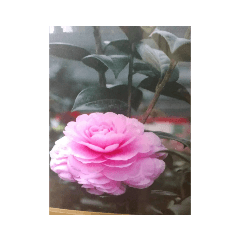 又榕可愛小貼圖