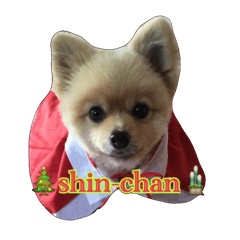 pomeranian shin-chan part2