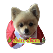 pomeranian shin-chan part2 pomeranian shin-chan part2