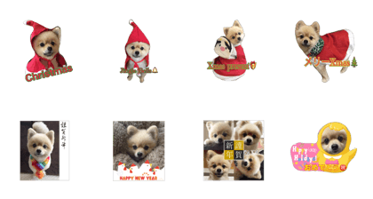 pomeranian shin-chan part2 pomeranian shin-chan part2