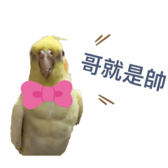 可愛玄鳳鸚鵡-日常話語