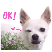 Shirosumu MAMECHI Shirosumu MAMECHI