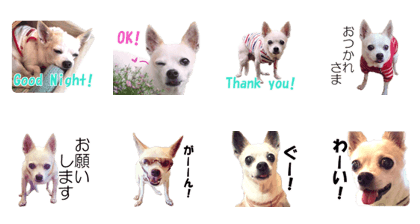 Shirosumu MAMECHI Shirosumu MAMECHI