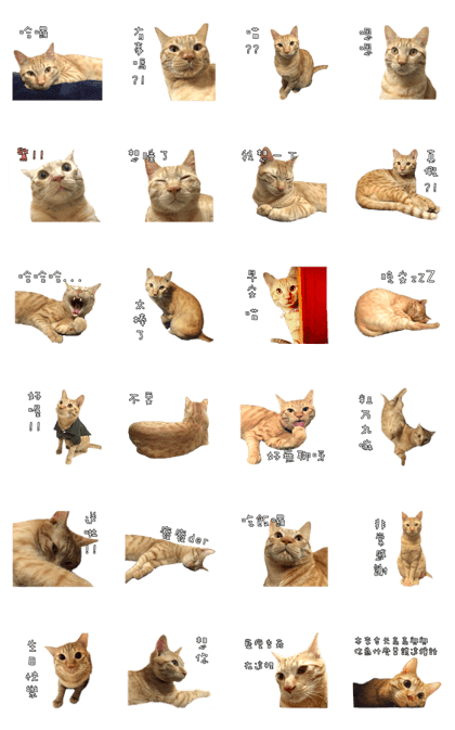 Mr.Mr Meow Meow Mr.Mr Meow Meow