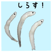 Shirasu sticker Shirasu sticker