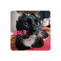 me-chan shi-chan