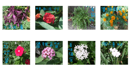 Landscape flowers of the West