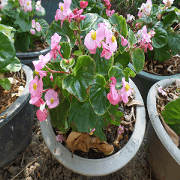 Wood flowers of the landscape