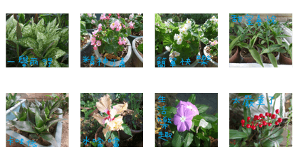 Wood flowers of the landscape