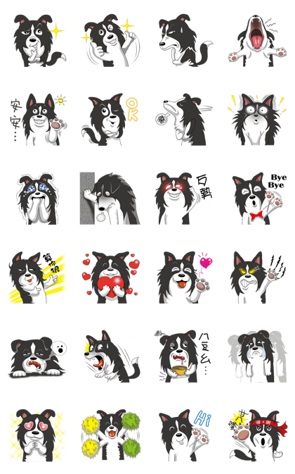 Border Collie - black and white brother