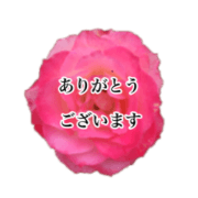 cute rose sticker cute rose sticker