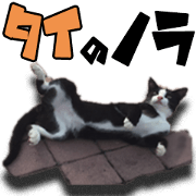 Nora Cats in a park Nora Cats in a park