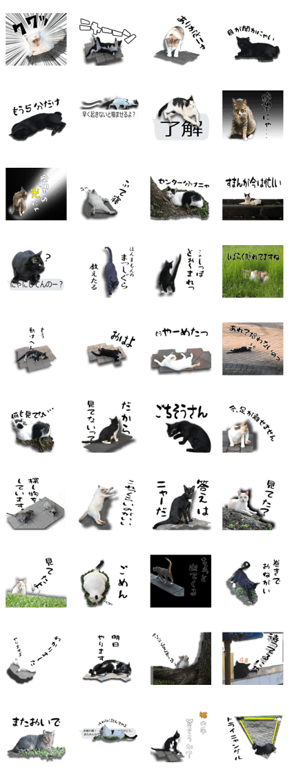 Nora Cats in a park Nora Cats in a park