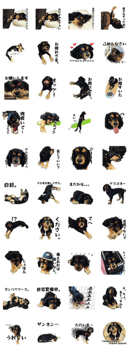 LILO's cavalier. LILO's cavalier.