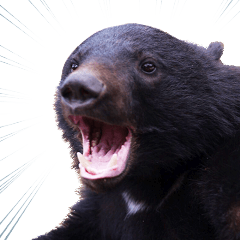 Asiatic black bear's daily sticker
