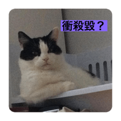 Mia bebe 黑白咪咪