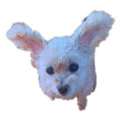 Cocoa_20201028153846