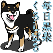 Daily Black Shiba Inu 3