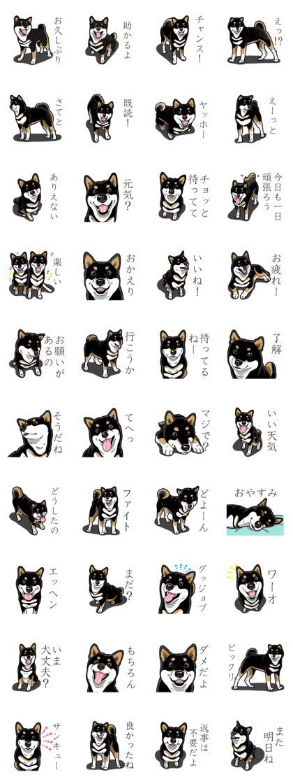 Daily Black Shiba Inu 3